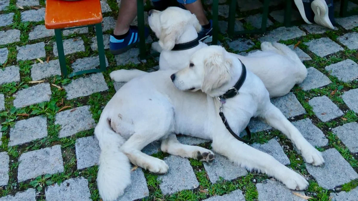 Impressionen vom Dorffest 2025